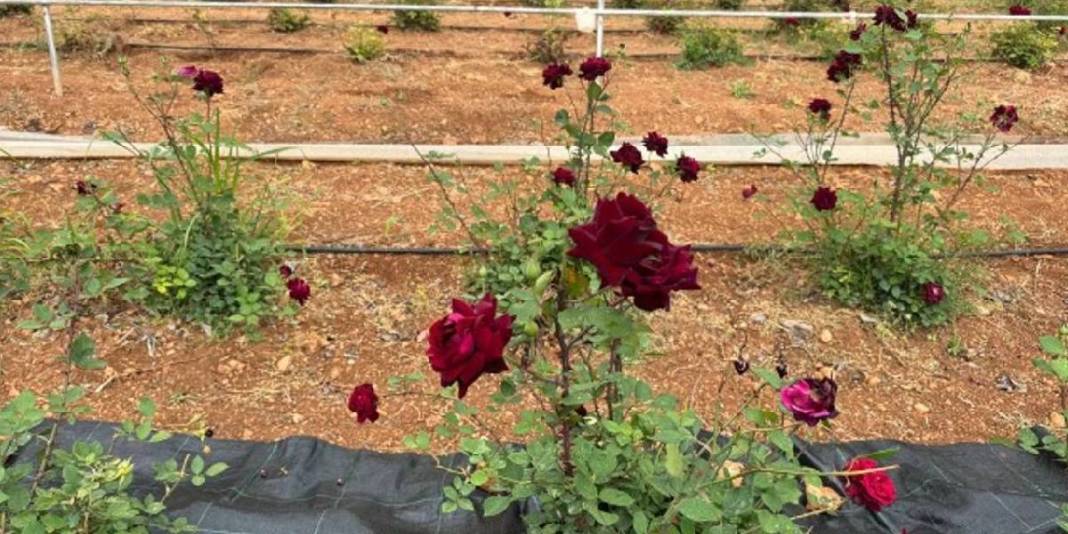 Dünyada nadir, Türkiye’de ise sadece Şanlıurfa’da bulunuyor! Herkes onun peşinde: Nadide bitkinin hasadına başlandı 3